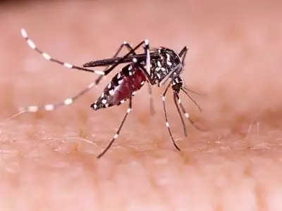 Advisory issued in India amid rising cases of Zika virus