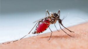 Rise in Malaria Cases in Port Harcourt (19 November 2025)